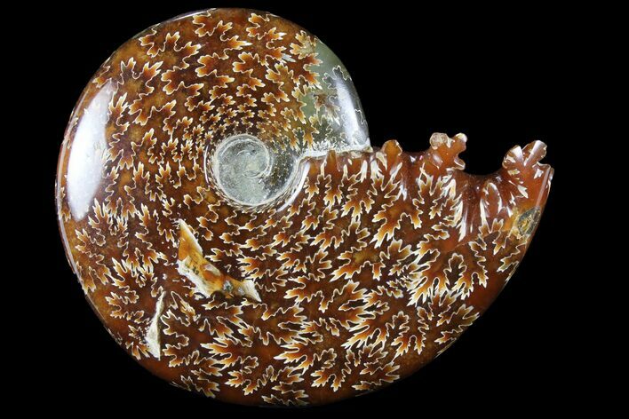 Polished, Agatized Ammonite (Cleoniceras) - Madagascar #94276